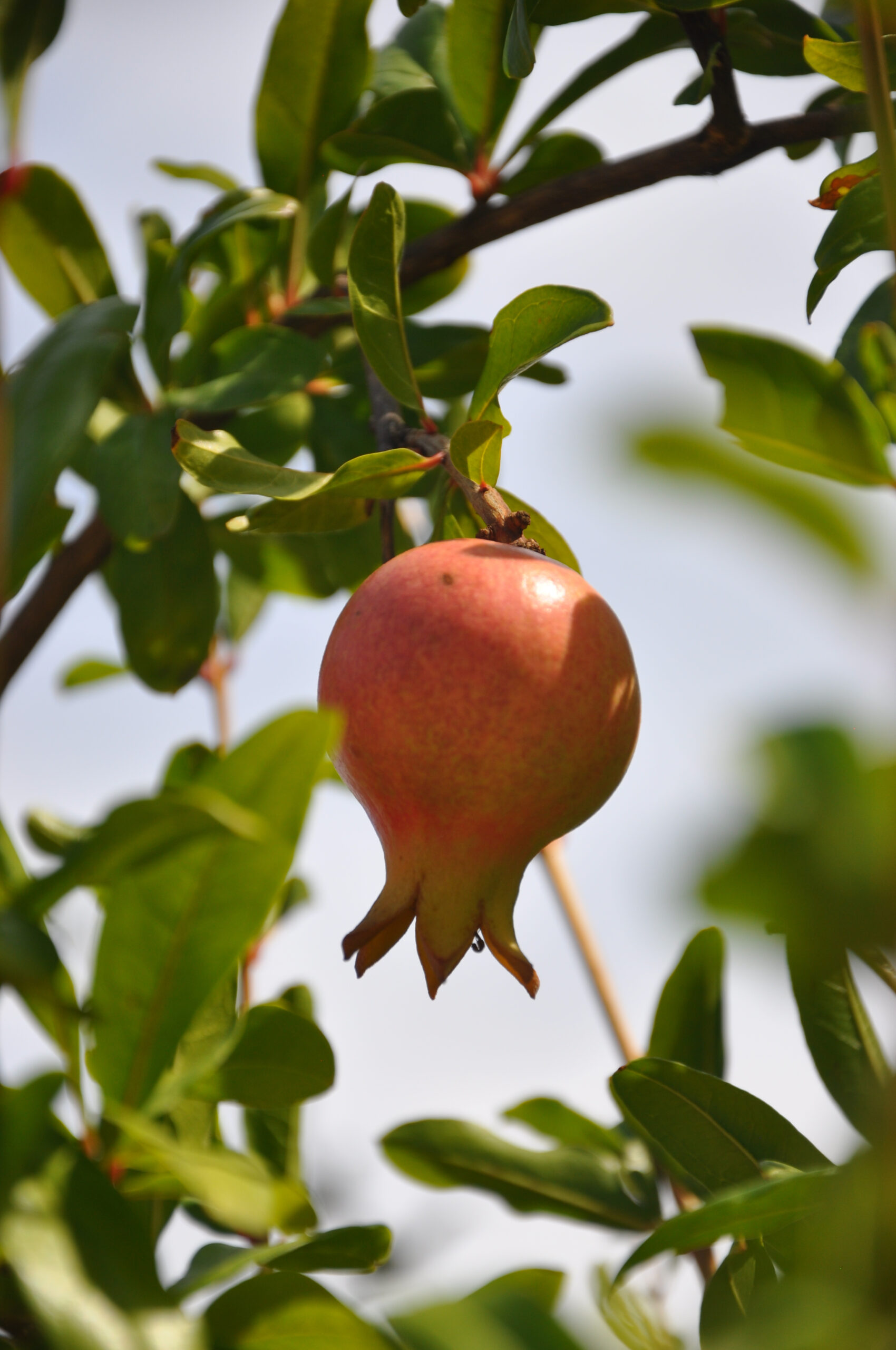 What I am Grateful For